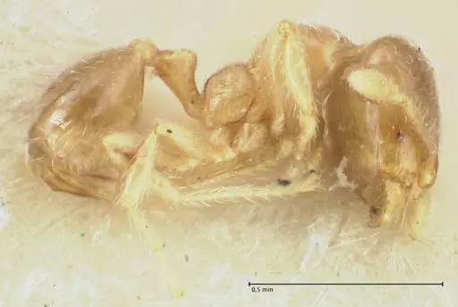 Carebara sarasinorum specimen FOCOL1916 image focol1916_3