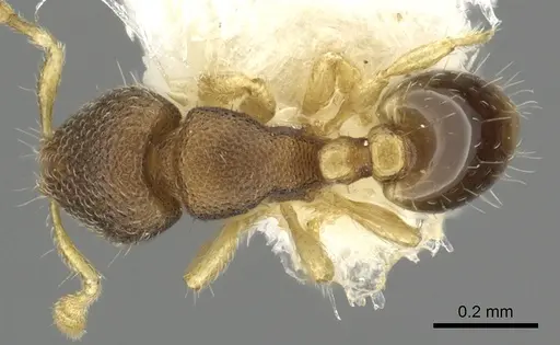 Carebara sarita specimen CASENT0902368 image casent0902368_1