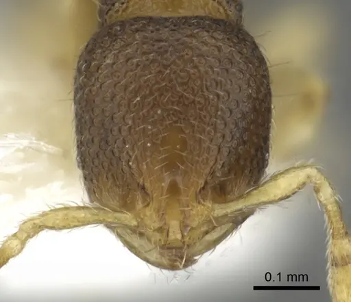 Carebara sarita specimen CASENT0902368 image casent0902368_2