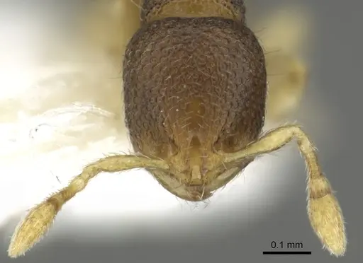 Carebara sarita specimen CASENT0902368 image casent0902368_3