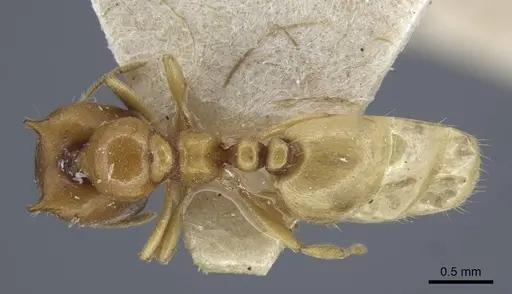 Carebara satana specimen CASENT0917024 image casent0917024_1