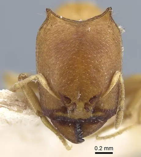 Carebara satana specimen CASENT0917024 image casent0917024_2