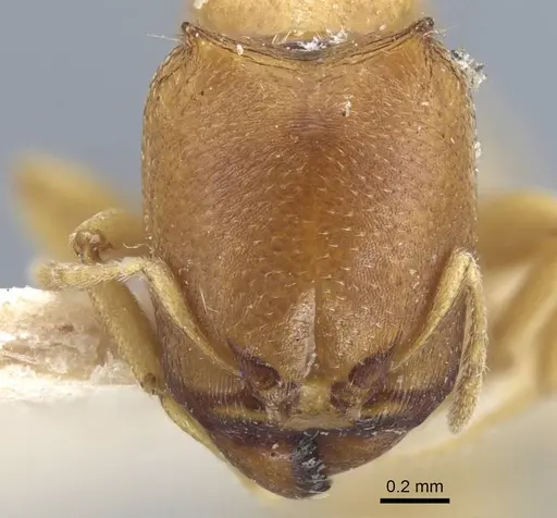 Carebara satana specimen CASENT0917024 image casent0917024_3
