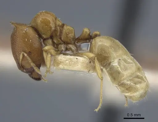 Carebara satana specimen CASENT0917024 image casent0917024_4