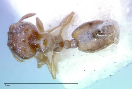 Carebara sauteri specimen FOCOL0276 image focol0276_1