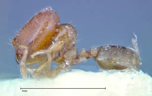 Carebara sauteri specimen FOCOL0276 image focol0276_3