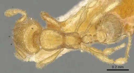 Carebara semilaevis specimen CASENT0902380 image casent0902380_1