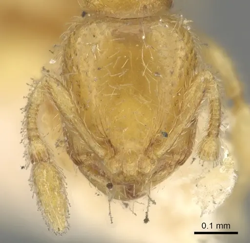Carebara semilaevis specimen CASENT0902380 image casent0902380_2