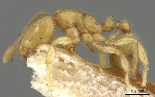 Carebara semilaevis specimen CASENT0902380 image casent0902380_3