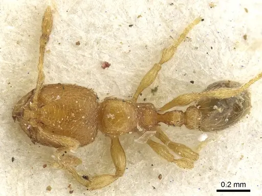 Carebara semilaevis specimen CASENT0902381 image casent0902381_1