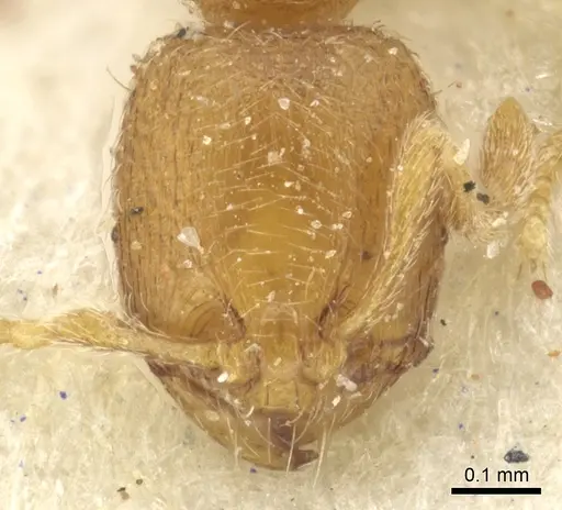 Carebara semilaevis specimen CASENT0902381 image casent0902381_2
