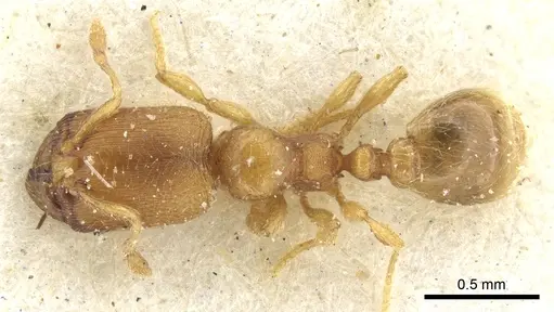 Carebara semilaevis specimen CASENT0902382 image casent0902382_1