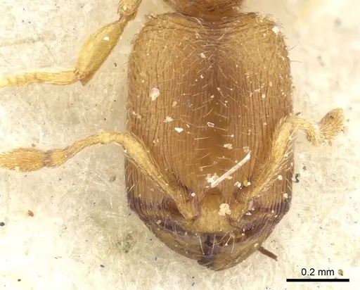 Carebara semilaevis specimen CASENT0902382 image casent0902382_2