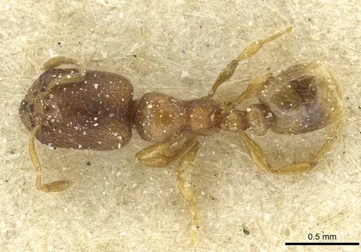 Carebara semilaevis specimen CASENT0913520 image casent0913520_1
