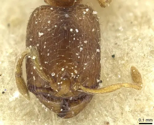 Carebara semilaevis specimen CASENT0913520 image casent0913520_2
