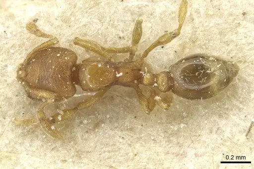 Carebara semilaevis specimen CASENT0913521 image casent0913521_1