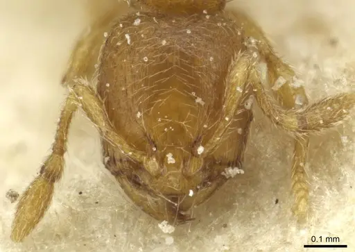 Carebara semilaevis specimen CASENT0913521 image casent0913521_2