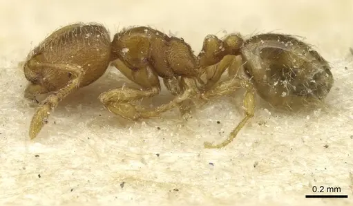 Carebara semilaevis specimen CASENT0913521 image casent0913521_3