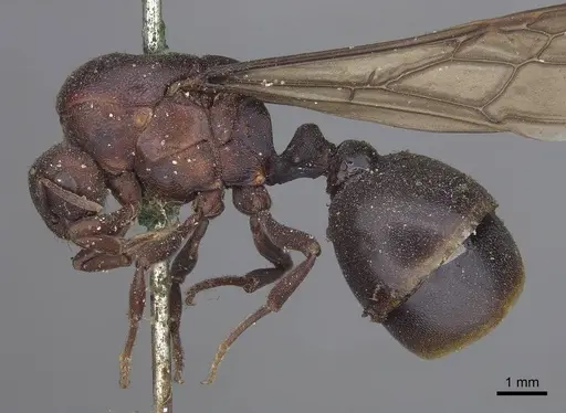 Carebara sicheli specimen CASENT0919628 image casent0919628_3