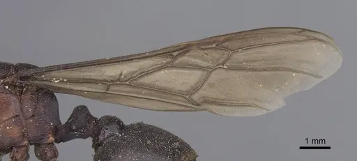 Carebara sicheli specimen CASENT0919628 image casent0919628_4