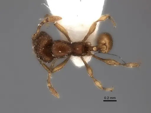 Carebara silvestrii specimen CASENT0217198 image casent0217198_2