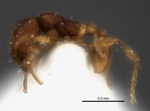 Carebara silvestrii specimen CASENT0217198 image casent0217198_6