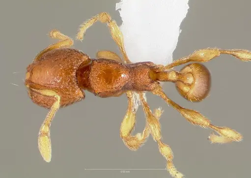Carebara silvestrii specimen CASENT0409327 image casent0409327_1
