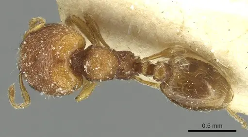 Carebara silvestrii specimen CASENT0913522 image casent0913522_1