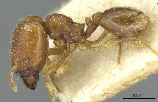 Carebara silvestrii specimen CASENT0913522 image casent0913522_3