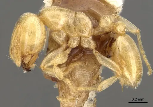 Carebara silvestrii specimen CASENT0914067 image casent0914067_3
