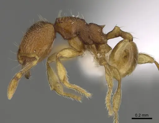 Carebara silvestrii specimen CASENT0914215 image casent0914215_3