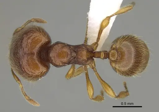 Carebara silvestrii specimen CASENT0914216 image casent0914216_1