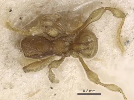 Carebara silvestrii specimen CASENT0917023 image casent0917023_1