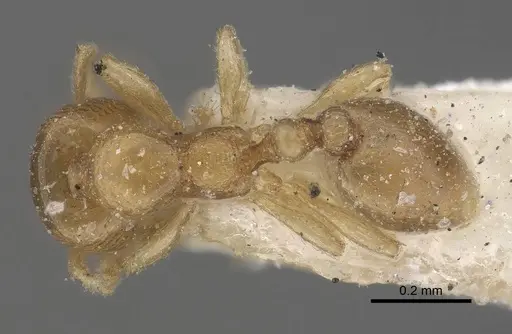 Carebara similis specimen CASENT0919629 image casent0919629_1