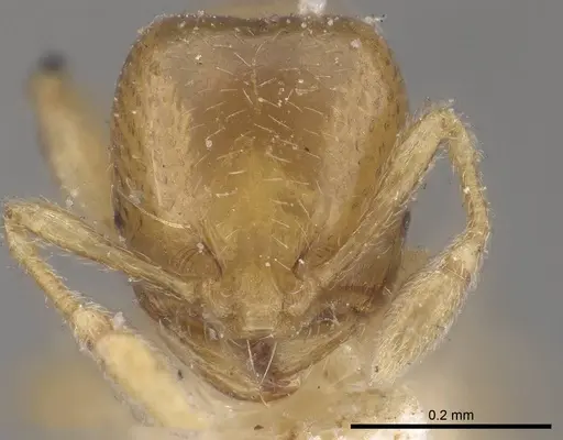 Carebara similis specimen CASENT0919629 image casent0919629_2