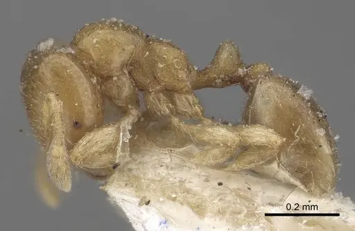 Carebara similis specimen CASENT0919629 image casent0919629_3
