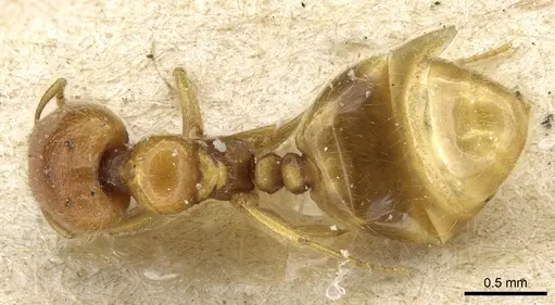 Carebara sodalis specimen CASENT0904671 image casent0904671_1