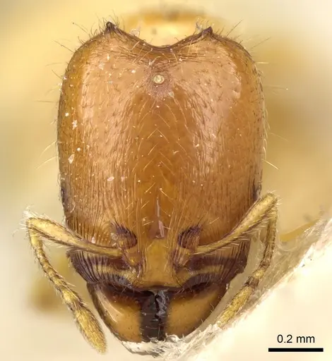 Carebara sodalis specimen CASENT0904671 image casent0904671_2