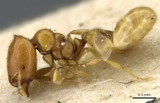 Carebara sodalis specimen CASENT0904671 image casent0904671_3