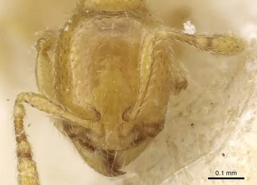 Carebara sodalis specimen CASENT0904672 image casent0904672_2