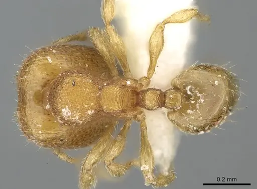 Carebara spinata specimen CASENT0906100 image casent0906100_1