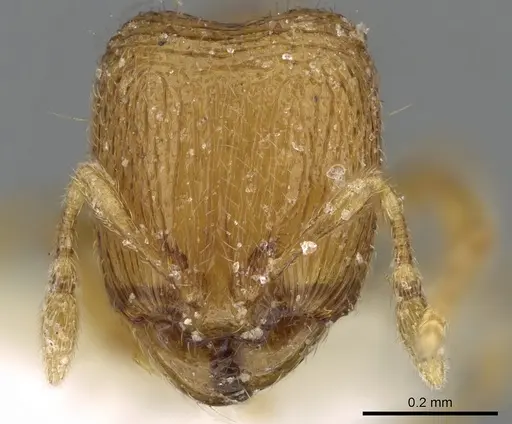 Carebara spinata specimen CASENT0906100 image casent0906100_2