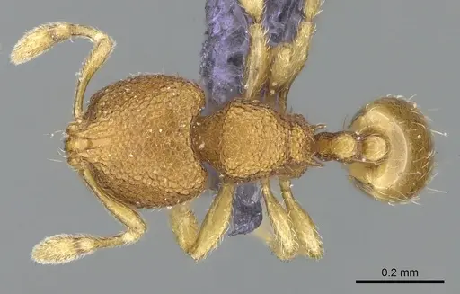 Carebara spinata specimen CASENT0906101 image casent0906101_1