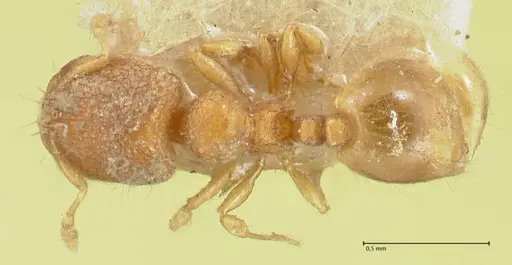 Carebara sublatro specimen FOCOL1924 image focol1924_1