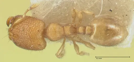 Carebara sublatro specimen FOCOL1925 image focol1925_1