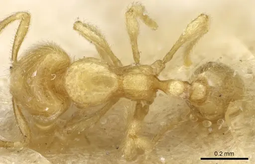 Carebara subreptor specimen CASENT0904670 image casent0904670_1