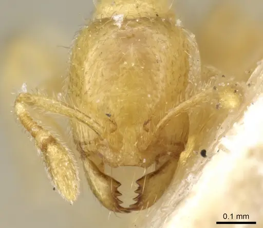 Carebara subreptor specimen CASENT0904670 image casent0904670_2