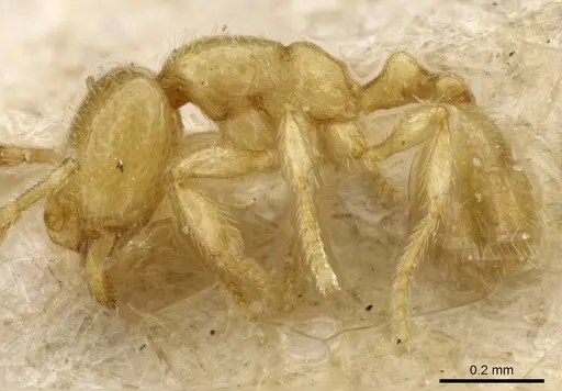 Carebara subreptor specimen CASENT0904670 image casent0904670_3