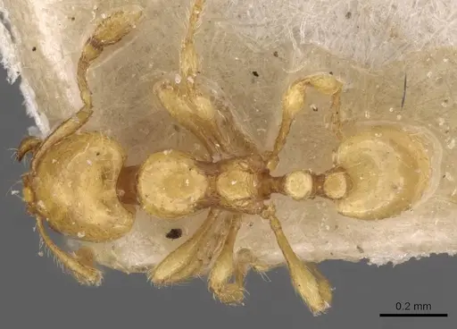 Carebara sundaica specimen CASENT0908892 image casent0908892_1
