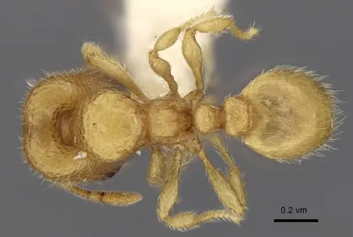 Carebara tana specimen CASENT0437707 image casent0437707_1